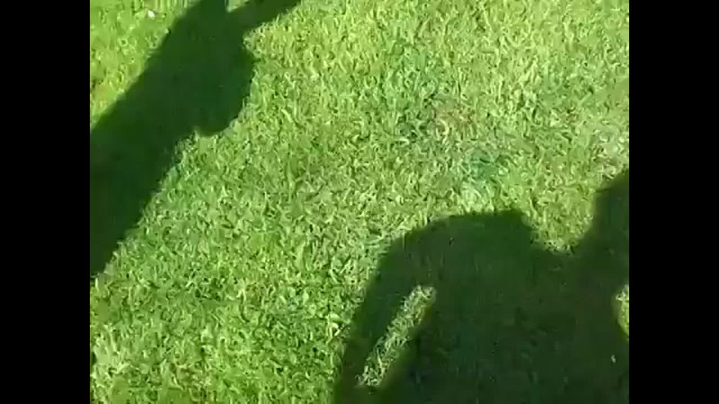 video черепаха трахает ботинок угар порно жесть ахахахаха кот пиздец смешно пипец ржу не могу полный пёс медведь драка sex