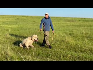 video выпускник питомника тимерташ юлбарс доблестный воин красноярск сын линды и илюши тимерташ само совершенство sex