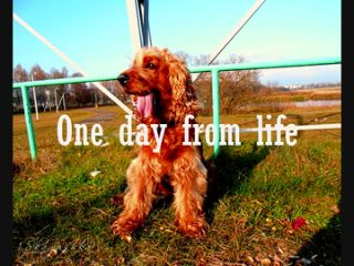 video one day from life english koker spaniel sky 18 years and 6 month sex