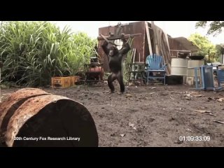 video негры дали автомат обезьяне или становление одной личности sex