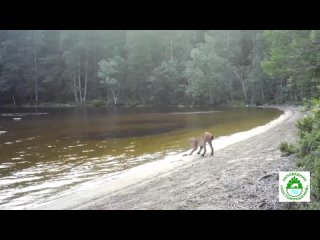 video молодая рысь играет на берегу озера sex