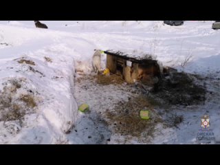 video полицейские разбираются в обстоятельствах происшествия в микрорайоне амурский 2 sex