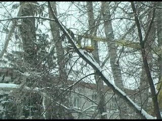 video на аллее возле колпашевского почтамта началось купирование тополей sex