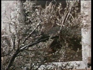 video odissea le avventure di ulisse parte 2 bekim fehmiu irene papas renaud verley orso maria guerrini 1969 sex