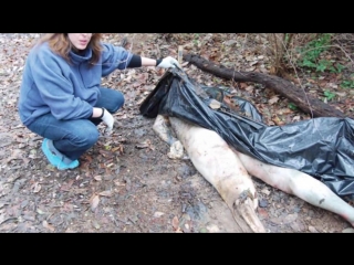 video ферма мертвых реальная история the dead body farm интересные факты sex