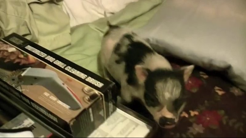 video carnitas the mini pig plays on a big bed sex