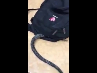 video ужас страшное видео змея заползла в рюкзак детям не смотреть шок супер прикол видео не секс не порно 18 sex