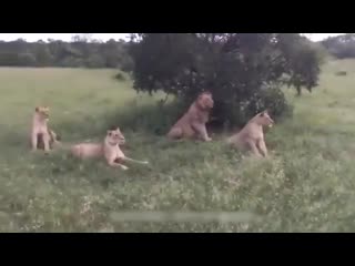 video супер видео дикий кабан напугал целый прайд львы в ужасе sex