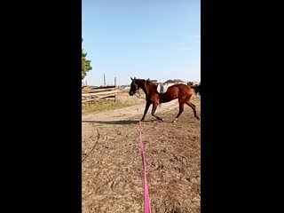 video видео от частная конюшня старица sex