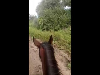 video видео от частная конюшня старица sex