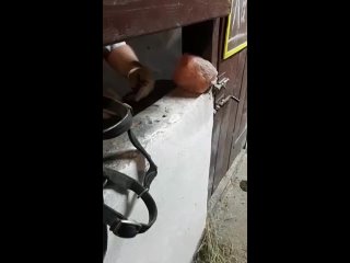 video видео от частная конюшня старица sex