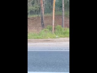 video рыжая плутоа была замечена сегодня на северном шосс sex