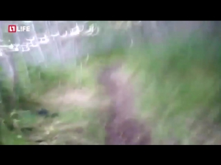 video в амурской области охотник пытался поймать медведей голыми руками sex