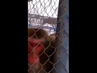 video японский макака яша большой любитель полакомится бананчиками sex