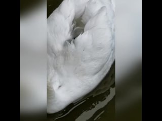 video удобненько малышам и тепло возле мамы sex