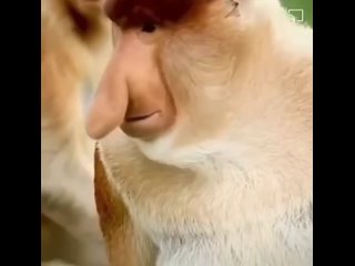 video редкая и очень необычная обезьяна носач sex