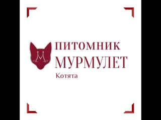 video котенок ликой на осмотре в кабинете ветеринара sex