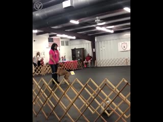 video заданием было подбежать и сесть возле хозяйки sex