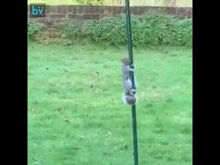 video моей маме надоело что белки крадут еду для птиц поэтому она решила смазать кормушку жиром sex