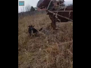video в красноярском крае местный житель заснял как спасал коня от напавших молодые осторожно много мата sex