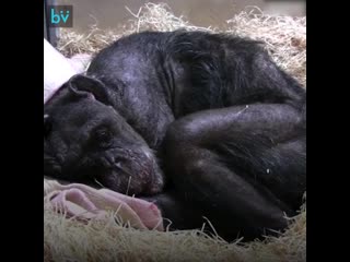 video пожилая самка шимпанзе по кличке мама трогательно прощается со старым другом до слез sex