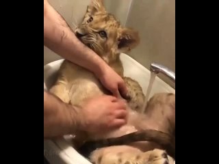 video водные процедуры для маленького царя зверей sex