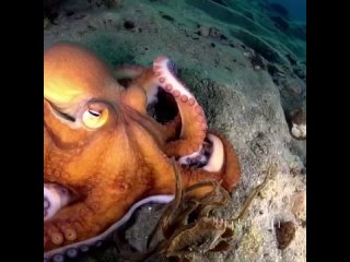 video openai представила новую нейросеть sora которая генерирует видео по текстовому запросу sex