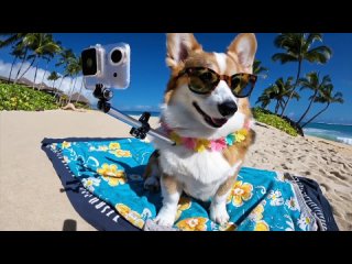 video openai представила новую нейросеть sora которая генерирует видео по текстовому запросу sex