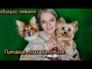 video йоркширский терьер тоша и русский той сёма чем кормлю вы спрашивали я отвечаю похудела на 60кг sex