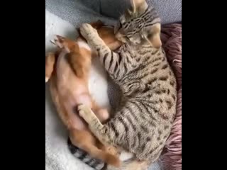 video лежи спокойно пока я тебя мою sex