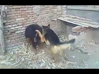 video собачьи бои немецкая овчарка vs тибетский мастифф sex