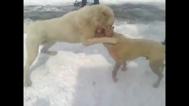 video собачьи бои питбуль спайк vs сао алабай sex