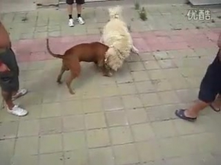 video собачьи бои питбуль vs самоедская молодые лайка sex