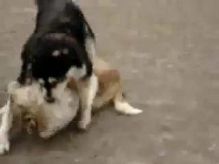 video собачьи бои армянский гампр vs каазская овчарка волкодав sex