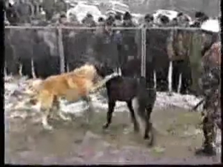 video каазский волкодав гороч vs метис немецкого дога и кв ягуар sex