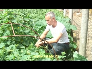 video лечение гемороя огурцом с грядки парник смотреть видео sex