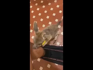 video не спускайте низко трусы в австралийских туалетах sex