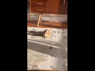 video луговая собачка проснулась пораньше и занимается йогой sex