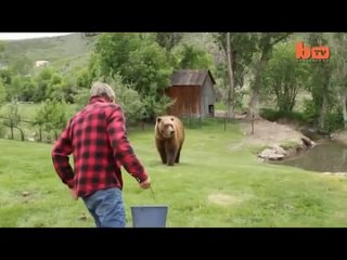 video гигантский медведь гризли играет с человеком как щенок sex