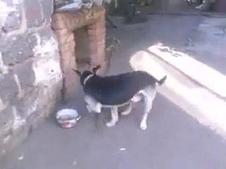 video у молодые появилась пятая нога sex
