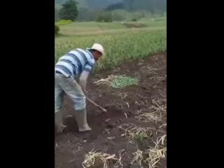 video жарко собачке sex