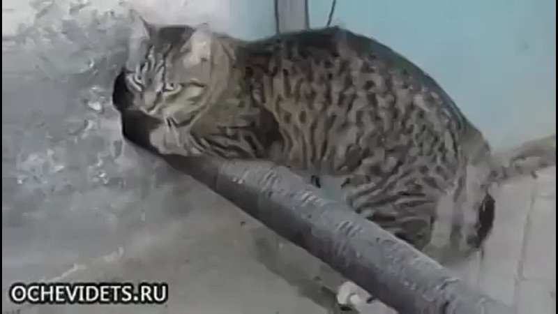 video котэ взломщик анекдот прикол камеди комедии клаб петросян ржака смешно задорнов порно анал секс сэкс драка сиськи sex