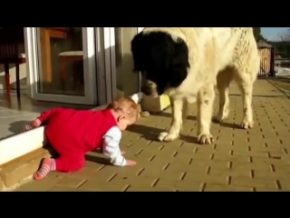 video 9 dog protecting baby best babysitting cute dogs compilation 1 sex