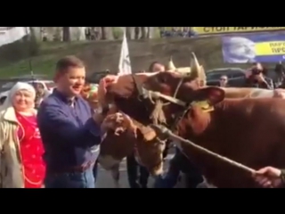 video ляшко поцеловался с коровой у стен кабмина в киеве видео sex