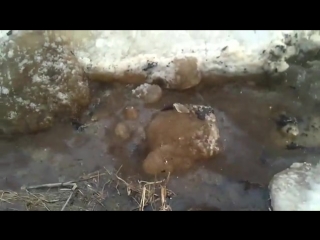 video целая система рек заражена в коми в результате двухнедельного разлива нефти sex