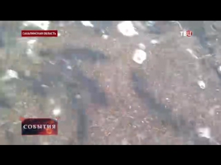 video на побережье сахалина выбросило огромное количество мойвы sex