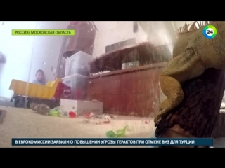 video москвичка с маленьким ребенком отважилась завести дома рысь sex