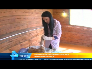 video рысь подверглась зверским пыткам со стороны людей в иркутске sex