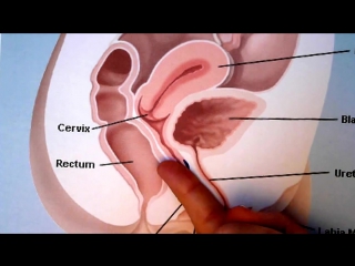 video how to make your girl squirt the g spot orgasm explained sex
