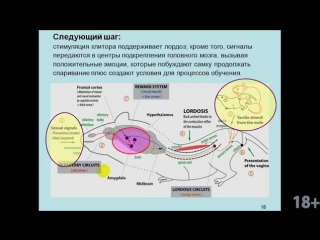 video курс в дубынина мозг и потребности человека лекция 6 мозг любовь секс пр sex